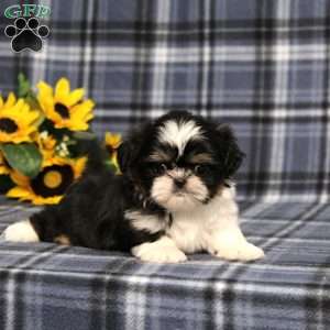 Bitsy Baby, Shih Tzu Puppy